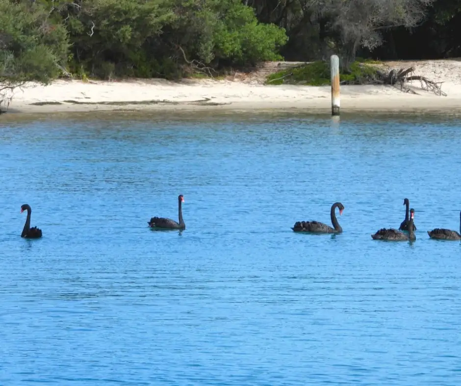 spaceships-australia-lakes-entrance-cigni-neri.webp